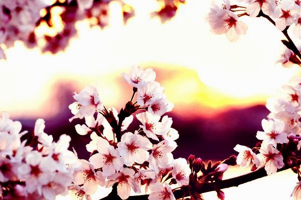 Gambar Wallpaper Bunga Sakura Jepang Cantik  Caption Instagram Keren Kekinian