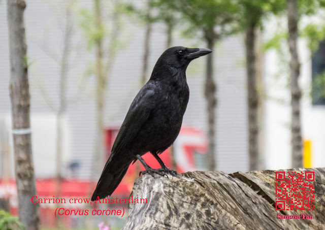 Carrion crow