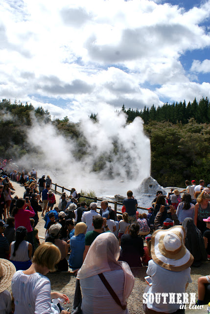 The Lady Knox Geyser Erupting at Wai-O-Tapu Thermal Wonderland New Zealand