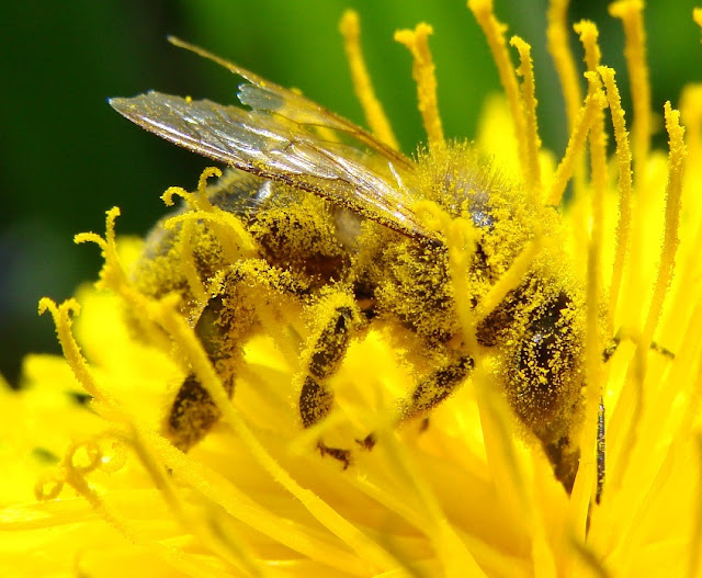 ABEJAS SOBRE AMARILLO - BEES ON YELLOW.