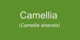 Camellia Sinensis