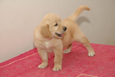 Golden Retriever Puppy