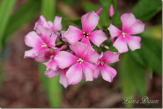 Phlox_MissEllie_July17