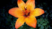 Lilium - Tigerlily Flower