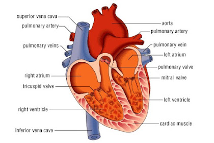48+ Jurnal Anatomi Jantung Manusia