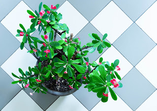 Tornekrone (Euphorbia milii)