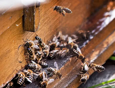 Πώς θα είναι ο κόσμος μας αν εξαφανιστεί η μέλισσα