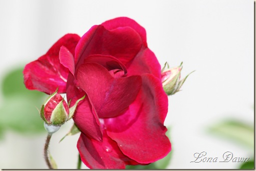 LastingLove_Rose2