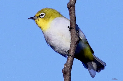 "Indian White-eye (Zosterops palpebrosus), a small and lively songbird. Distinctive yellow-green plumage with a white eye-ring. Perched on a branch"