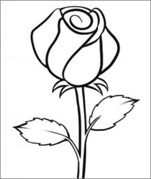 5 Langkah Menggambar Bunga Mawar dengan Cepat dan  Mudah  