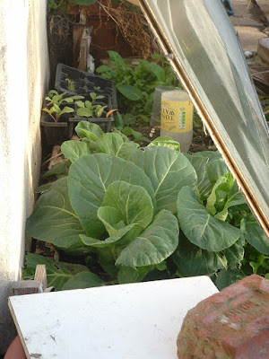 Two big, leafy cabbages growing under glass