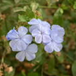 View album