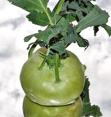 Brassica oleracea var. gongylodes