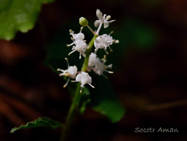 Maianthemum dilatatum