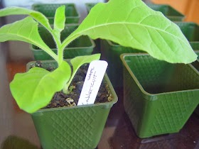 #Gardening : plastic greenhouse/nursery pots