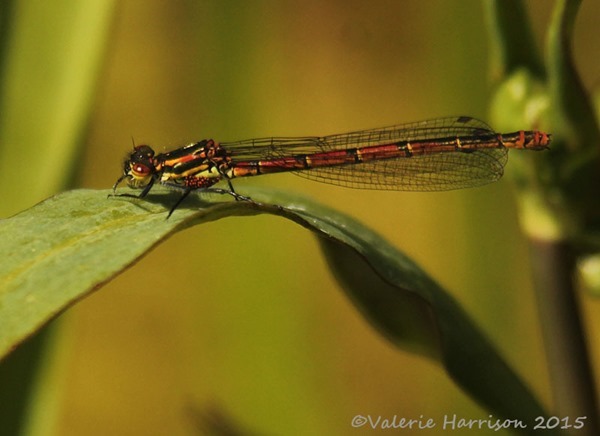 Large-red-damselfly
