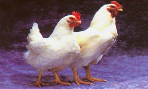 Info Harga Ayam Broiler Per Kg Hari Ini Terbaru 2018