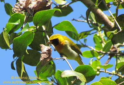 birds Guira Tanager