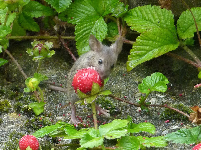 Muis staat op achterpoten om aardbei te eten