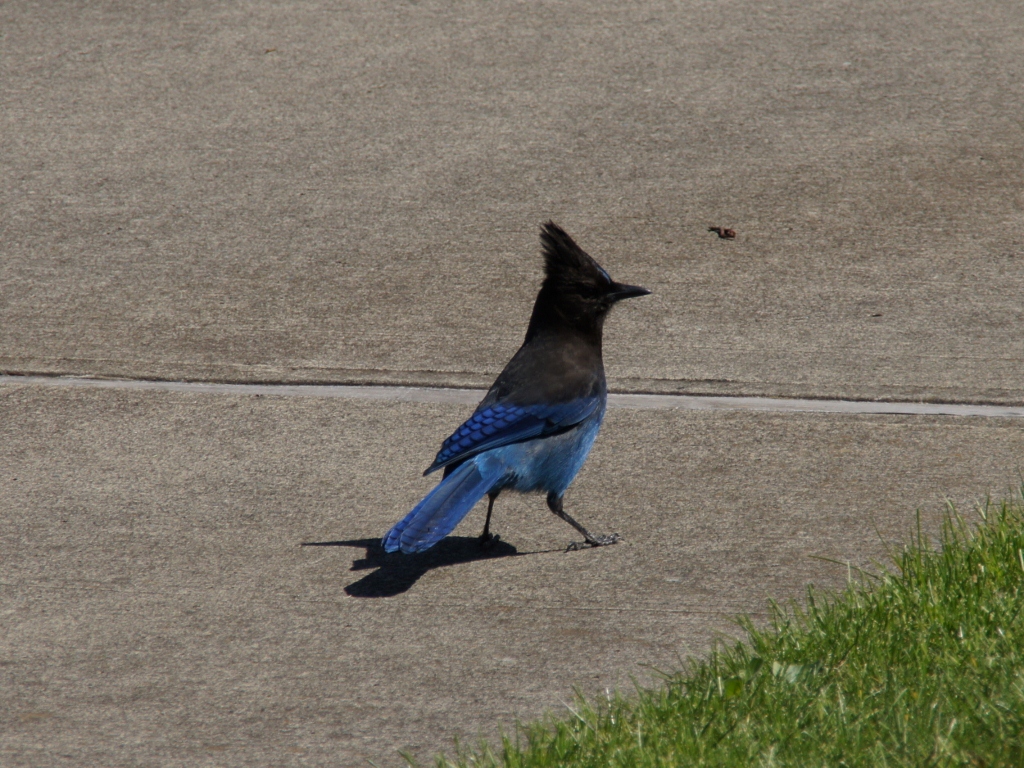 ポートランド付近の鳥達 Steller S Jay ステラーカケス