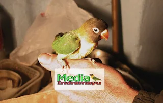 cara mengeluarkan fighter lovebird balibu, settingan lovebird paud, settingan lovebird balibu, settingan lovebird paud untulan, perawatan lovebird paud agar fighter, settingan koloni lovebird paud, settingan lovebird paskun, cara membuat lovebird paud fighter, pakan lovebird terbaik, cara merawat lovebird anakan, cara merawat lovebird biar cepat gacor, cara merawat lovebird buat lomba, perawatan lovebird muda, perawatan lovebird paud, perawatan lovebird kusumo, perawatan lovebird agar ngekek panjang