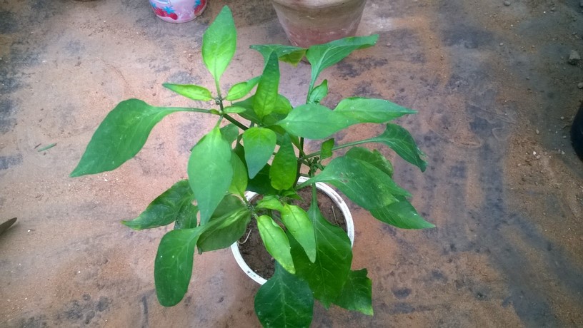 In order to give your pepper plants the best chance of success it is best to ‘harden them off’ prior to leaving them outside full time.