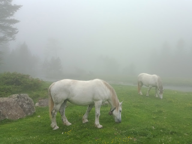 Horses in the mist, Pyrenees National Park, France. Photo by Loire Valley Time Travel.