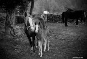 Caballos en el Valle del Jerte y más concretamente en el pueblo de Jerte. (amor de madre copia web)