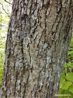 Липа амурская (Tilia amurensis)