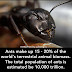 Facts about ants