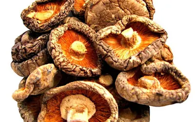 Role Of Shiitake Mushroom In Cancer Treatment