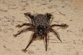 Wolf Spider with babies.