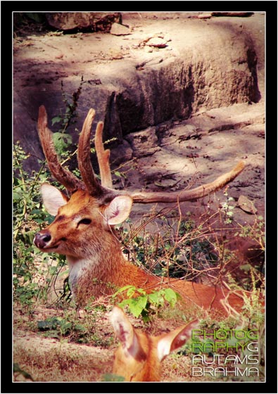 Assam State Zoo Cum Botanical Garden