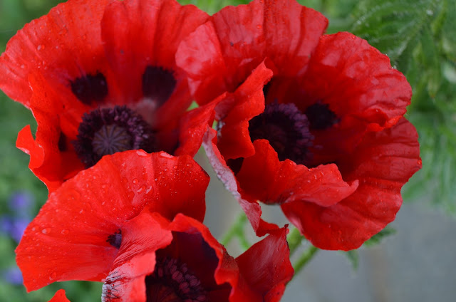 Oriental poppy in bloom