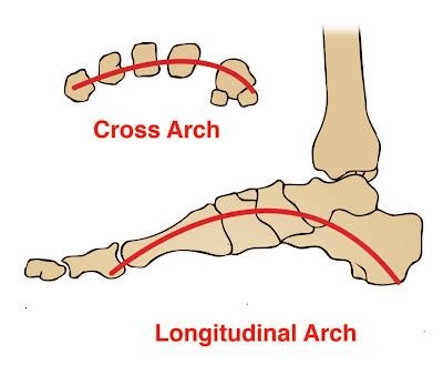 Longitudinal and Transverse Arches of the Foot - El Paso Chiropractor