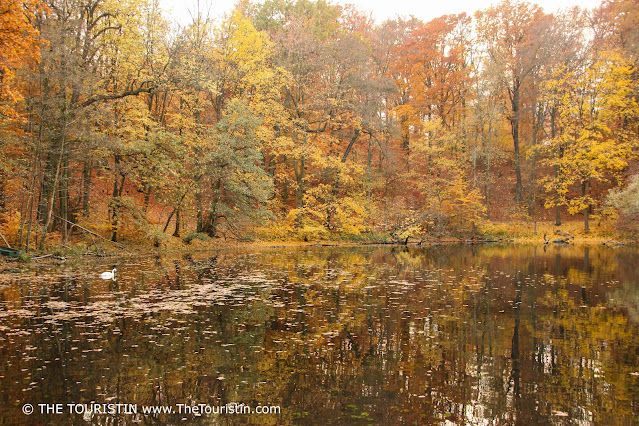 A dense forest, in autumn foliage, grows down to a lake where a white swan swims its rounds.