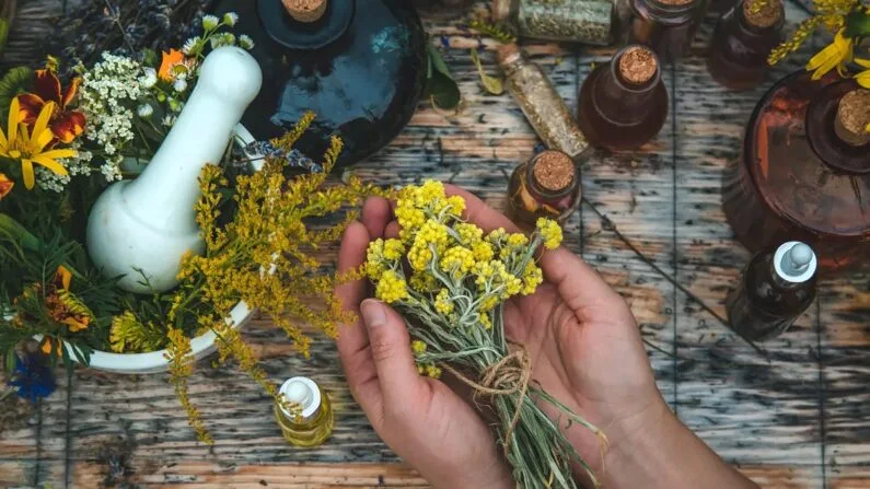 Fitofármacos caseiros: como extrair a essência de plantas medicinais em sua cozinha ou para sobrevivência