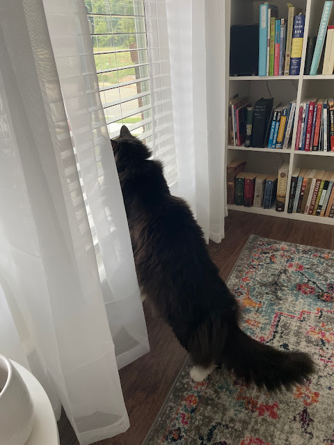 Moosey standing on his hind legs looking out of the front room window checking out the neighborhood.