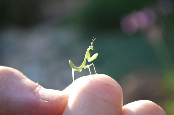 15 pictures of baby praying mantises, baby praying mantis