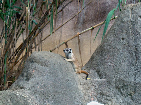 The Memphis Zoo Review - Meerkat Photo by Sylvestermouse