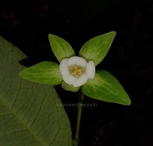 Tritaxis glabella var. lawiana जोडपाकळी Endemic Euphorbiaceae Kolhapur Maharashtra India