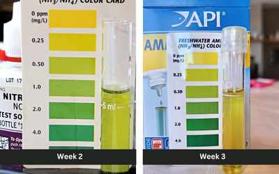 ammonia level results new fish tank