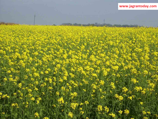 Mustard Oil Increases Immunity Power