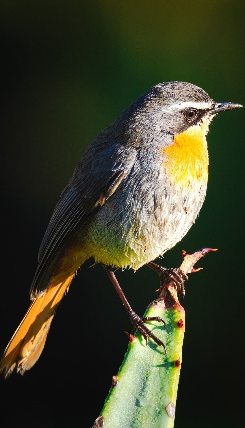  Picture of a cape robin chat.