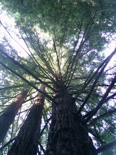 Joaquin Miller Park Redwood trees, Oakland, CA