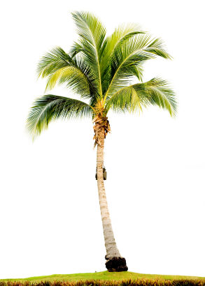 Gambar pohon kelapa  Indonesiadalamtulisan  Terbaru 2014