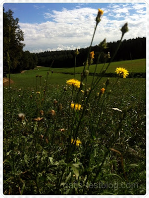 In der Herbstwiese