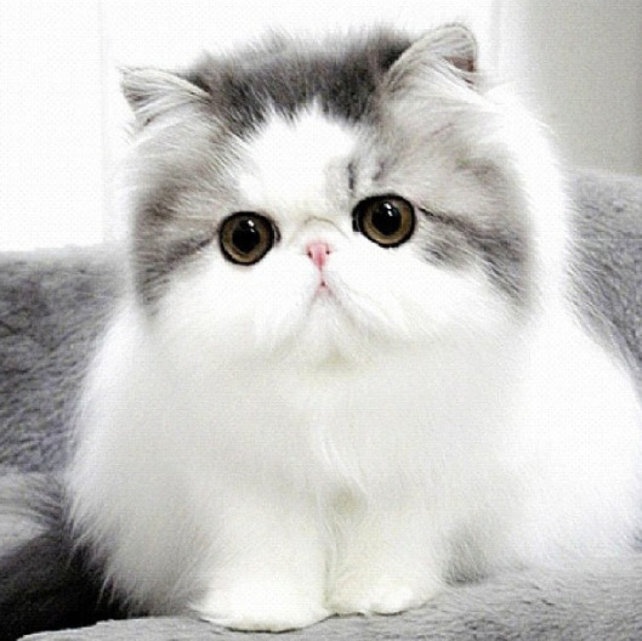 100 Wallpaper  Kucing  Lucu  dan Comel Kualitas HD  Kucing  