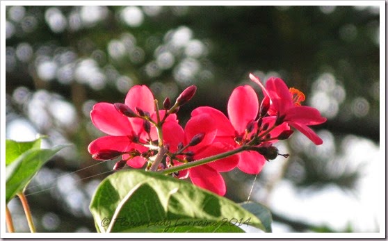 06-30-spicy-jatropha