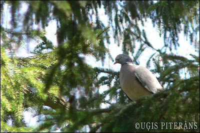 Lauku balodis (Columba palumbus)